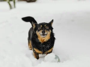 ¿El suelo frío puede dañar las patas de mi perro?