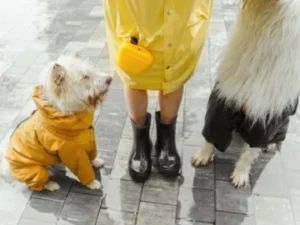 Traqueobronquitis infeccionsa o «tos de las perreras»: ¿Qué es?