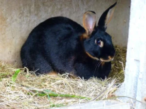 Sobrecrecimiento dental en conejos